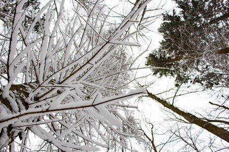 冬天森林里积雪覆盖的树枝图片