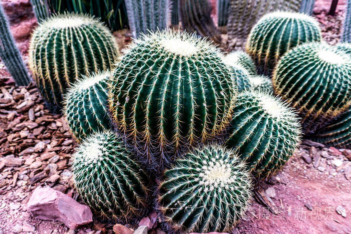 中国上海植物园温室干燥沙漠气候不同球形仙人掌照片-正版商用图片15m
