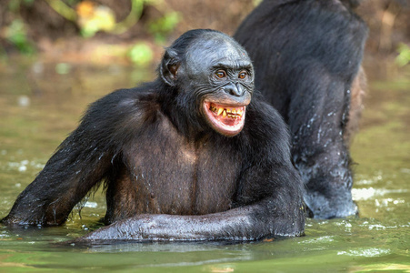 微笑的波诺波在水里。 自然栖息地。 倭黑猩猩潘盘鱼被称为侏儒黑猩猩。 刚果。 非洲