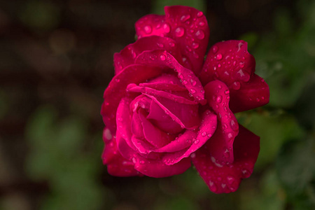 露珠中的红玫瑰花。 早晨玫瑰的鲜花。 水滴雨露在红玫瑰的花朵上。 浪漫爱情温柔的象征。 贺卡。 选择性软聚焦，效果温和