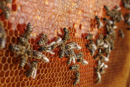 用木制框架封闭蜂窝，上面有蜜蜂。 养蜂概念。