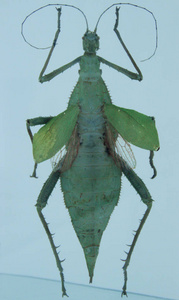 昆虫螳螂从昆虫学收集到的白色背景下完全生长