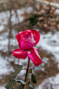 概念温和的浪漫背景与浅深的领域。 精致的玫瑰覆盖着雪，象征着短暂和逝去的爱情分离性格。 柔和的焦点。 没有重点