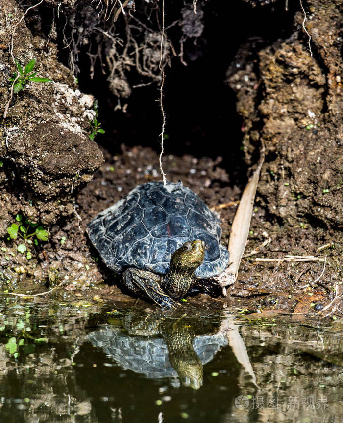 里海海龟或条纹颈特拉宾(mauremyscaspica)在自然栖息地.照片-正版商