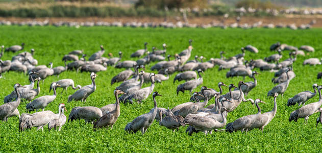 起重机在野外觅食。 绿草的背景。 普通起重机的科学名称格栅。 鹤群聚集在绿色的田野上。