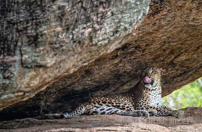 s lips. The Female of Sri Lankan leopard Panthera pardus kotiya