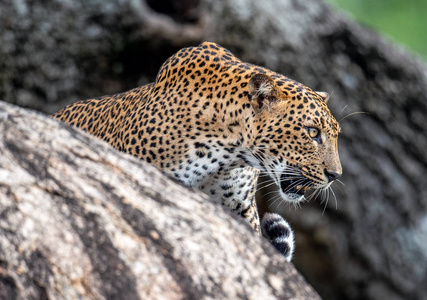 豹子在石头上咆哮。 斯里兰卡豹潘切拉帕图斯科蒂亚雌性。