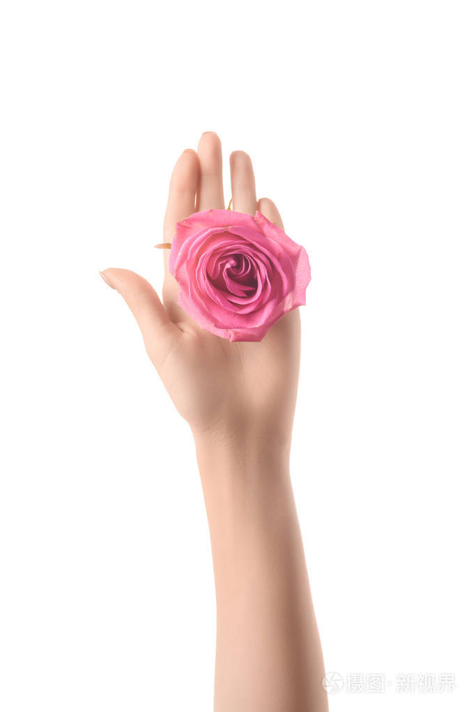 一个女人捧着粉红色玫瑰花在手掌上孤立于白色