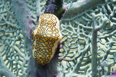 火烈鸟舌头蜗牛在佛罗里达的钥匙上照片