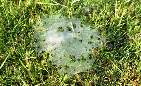 说明了迷宫蛛棕榈蜘蛛从流畅的线条中抽象出无缝的黑白图案.