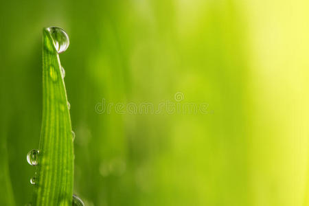 绿草湿漉漉，叶片上有露水