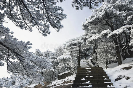 黄山雪