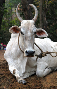 躺在地上的印度白牛照片