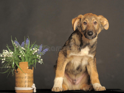 可爱的小狗在花瓶旁边