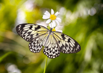 亚洲纸鸢蝴蝶