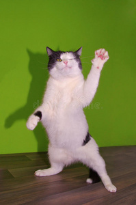空手道猫有趣的跳舞猫照片