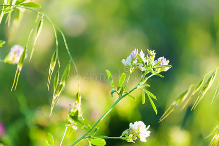 田野里的花