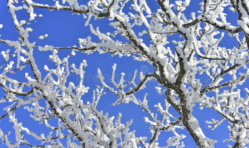 蓝天上的雪树照片