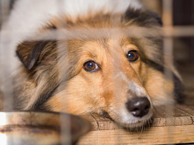 狗，设得兰牧羊犬