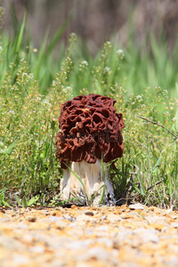假羊肚菌图片蘑菇称为梭菌图片牛肝菌和鸡油菌蘑菇图片艰难梭菌的三维