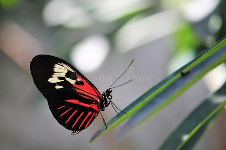 红色钢琴键蝴蝶图片