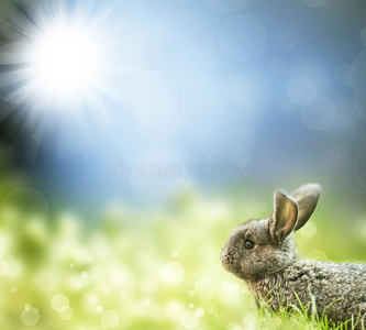 春天草地上可爱的复活节兔子图片