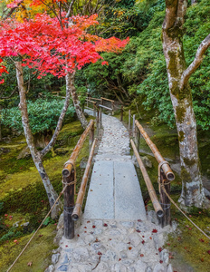 京都金阁寺千森开玉寺花园