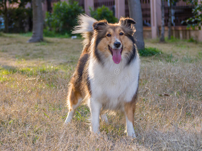 狗，设得兰牧羊犬