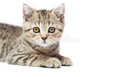 苏格兰直纹小猫肖像
