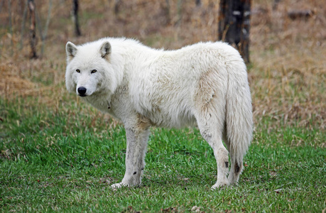 白狼犬 短毛图片