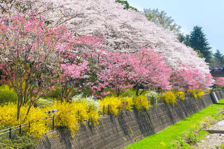 日本京都的樱花季。