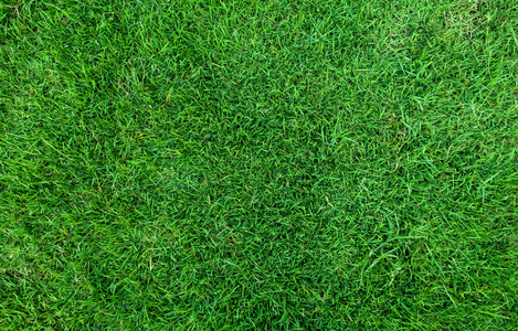 绿色草坪图案和纹理背景. 快关门.照片