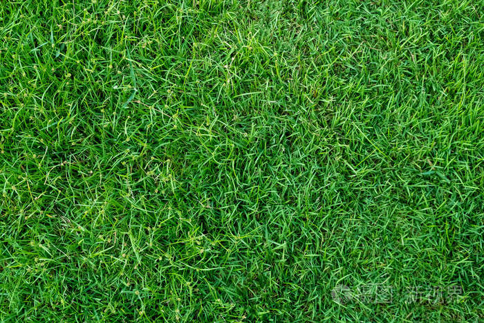 绿色草地纹理为背景绿色草坪图案和纹理背景快关门