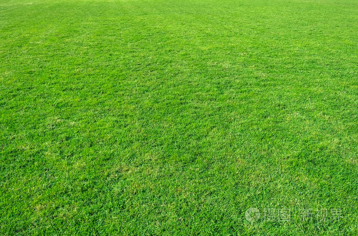 绿草地的背景绿草的图案和质地绿色草坪背景