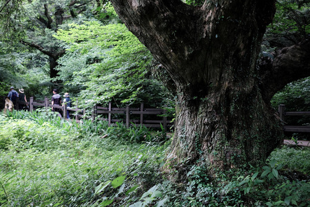 比贾里姆森林。 世界上最大的单一物种森林。 韩国济州。