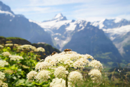 鲁德尔瓦尔德和荣格弗劳的高山峰。 伯尼斯高地的Landskape背景。 阿尔卑斯山旅游旅行和徒步旅行的概念。