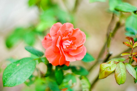 合上绿色树枝上美丽的一朵红玫瑰。 花园里的玫瑰和花蕾。 情人节背景。 粉红色的玫瑰，有新鲜的叶子枝。 春季夏季婚礼浪漫优雅的约会