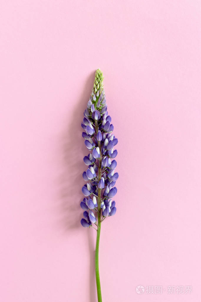 紫罗兰卢平在粉红色的柔和的背景