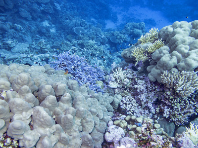 热带海底多彩珊瑚水下景观