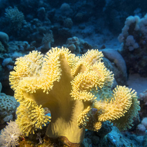 巨大的风扇珊瑚图片-巨大的风扇珊瑚素材-巨大的风扇珊瑚插画-摄图新