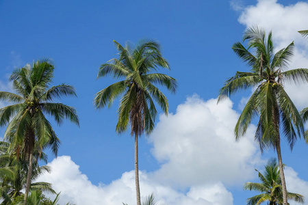 椰子树在蓝色多云的天空上。