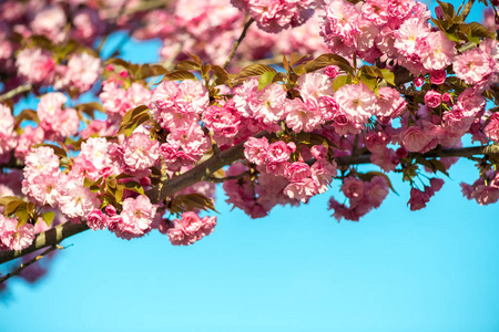 美丽的樱花粉红的樱花自然背景选择性聚焦