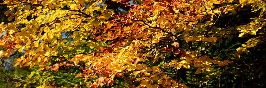 阳光明媚的日子里的秋天的森林景观