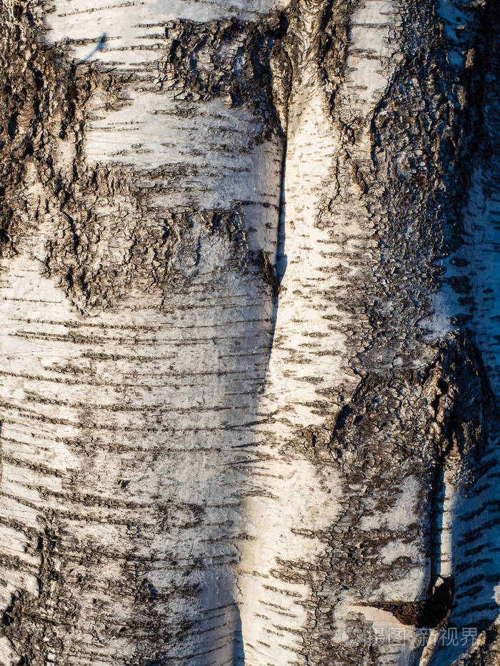 桦树树干的纹理具有独特的桦树树皮图案. 背景