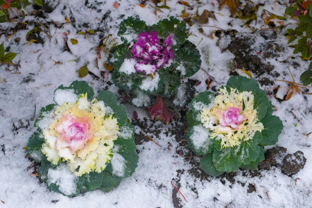 南方地区雪中美丽的大花。南方突然的冬天