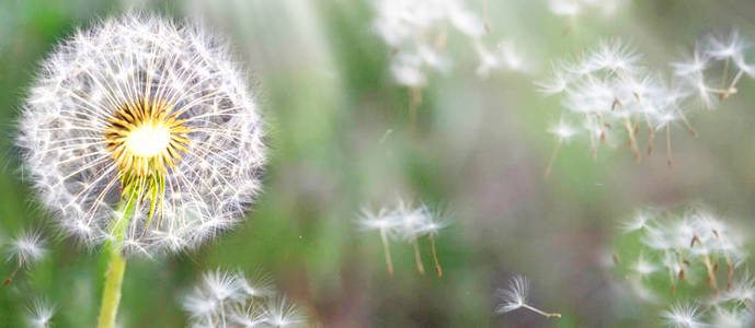 蒲公英的种子在阳光下，拂过一片清新的绿色晨曦