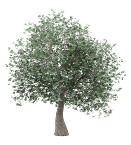 白色背景上分离的橄榄树。 三维插图