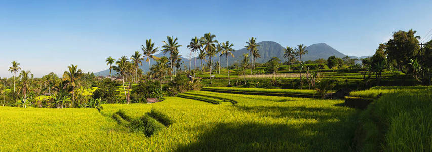 全景不收视地梯田和蓝天, 乌布, 巴厘岛, 印度尼西亚。美丽的绿色年轻稻田, 自然美丽的热带背景。稻田, 田地, 稻田。旅游理念