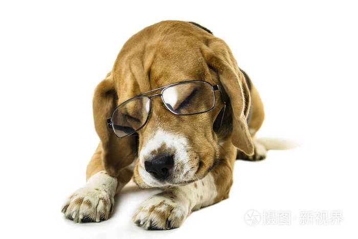 白色背景透明眼镜中的滑稽狗猎犬