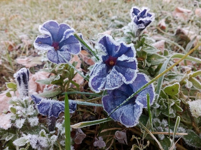 蓝色的矮牵牛。 花被霜冻覆盖。